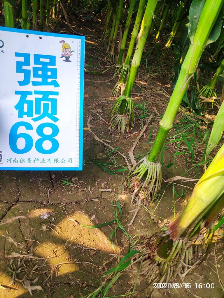 強碩68玉米種子