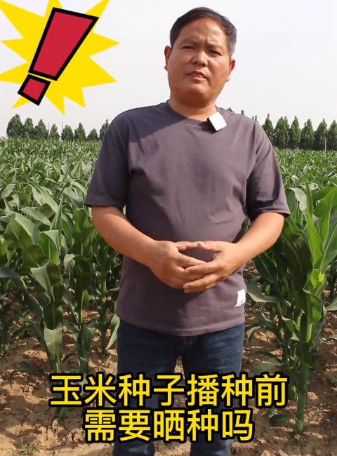 玉米種子播種前需要曬種嗎(ma)？